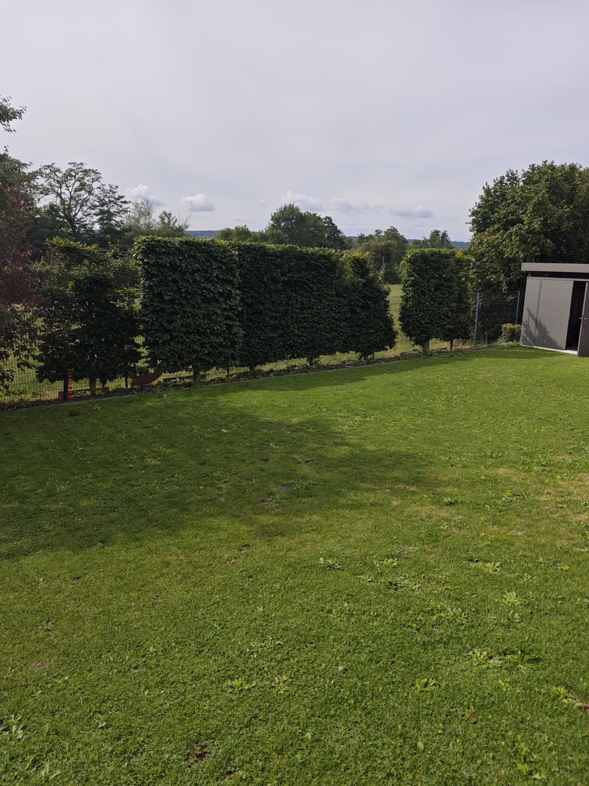 Gartenhecke vor und nach dem Formschnitt — nachher