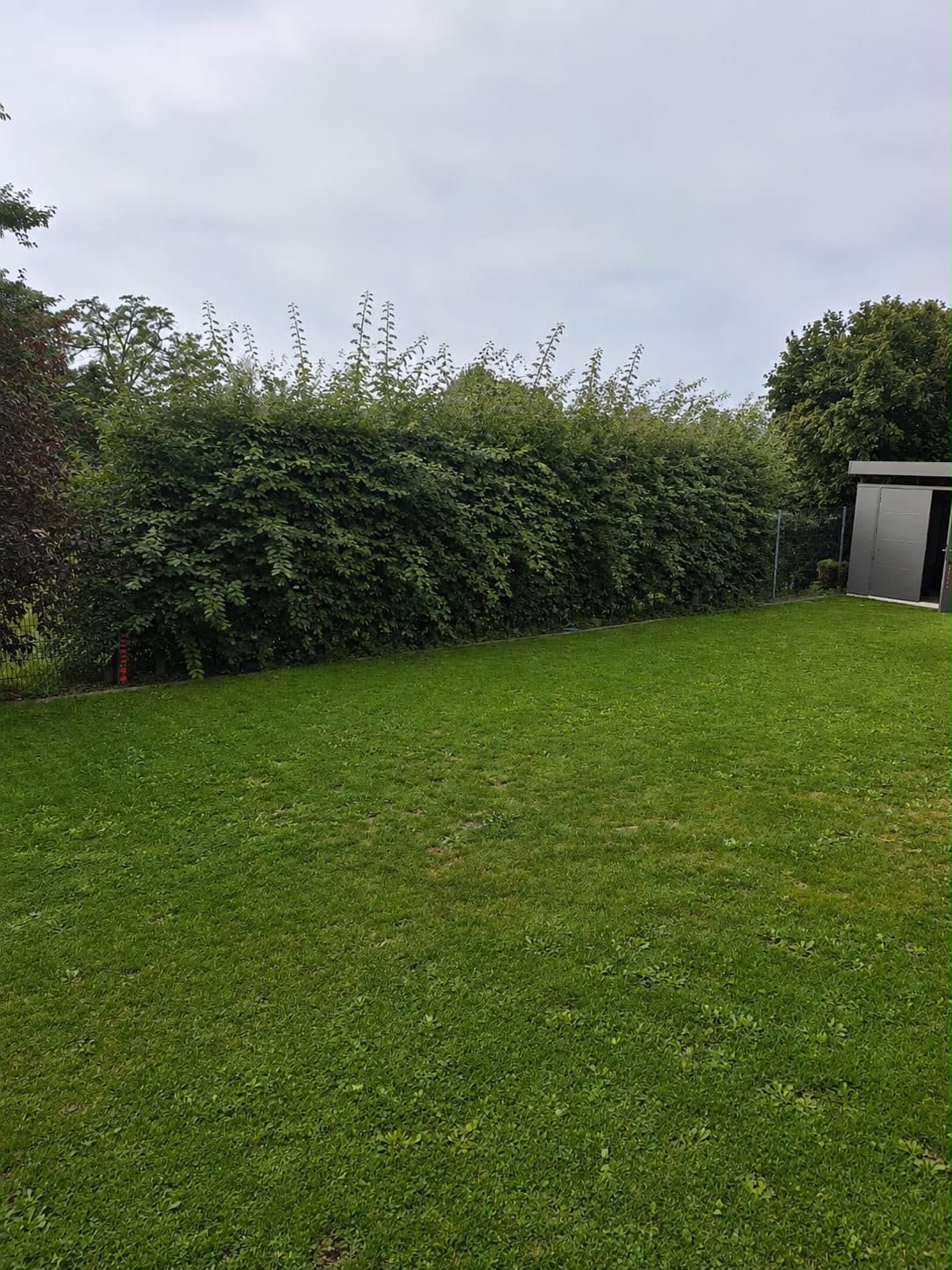 Gartenhecke vor und nach dem Formschnitt — vorher