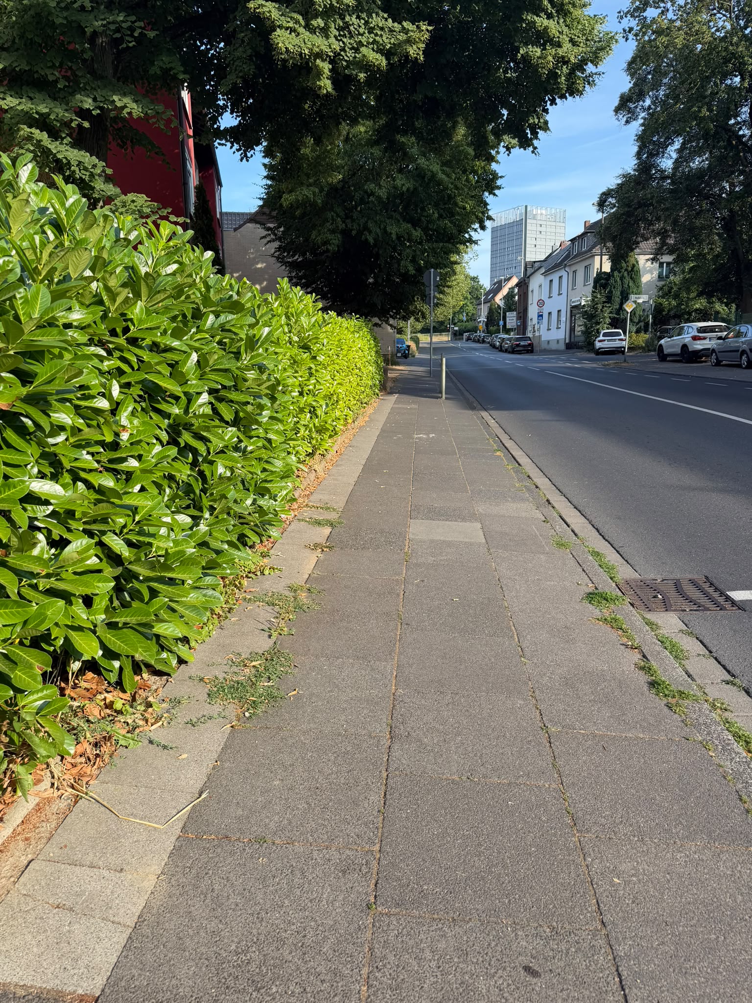 Gehweg entlang der Hecke — vorher