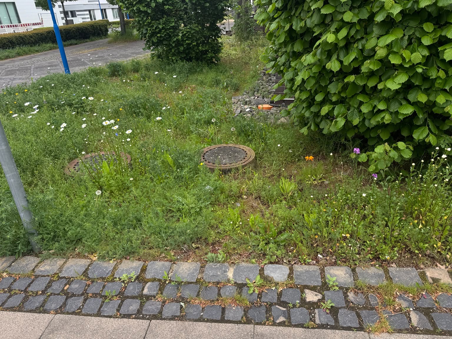 Grünanlagenpflege — vorher