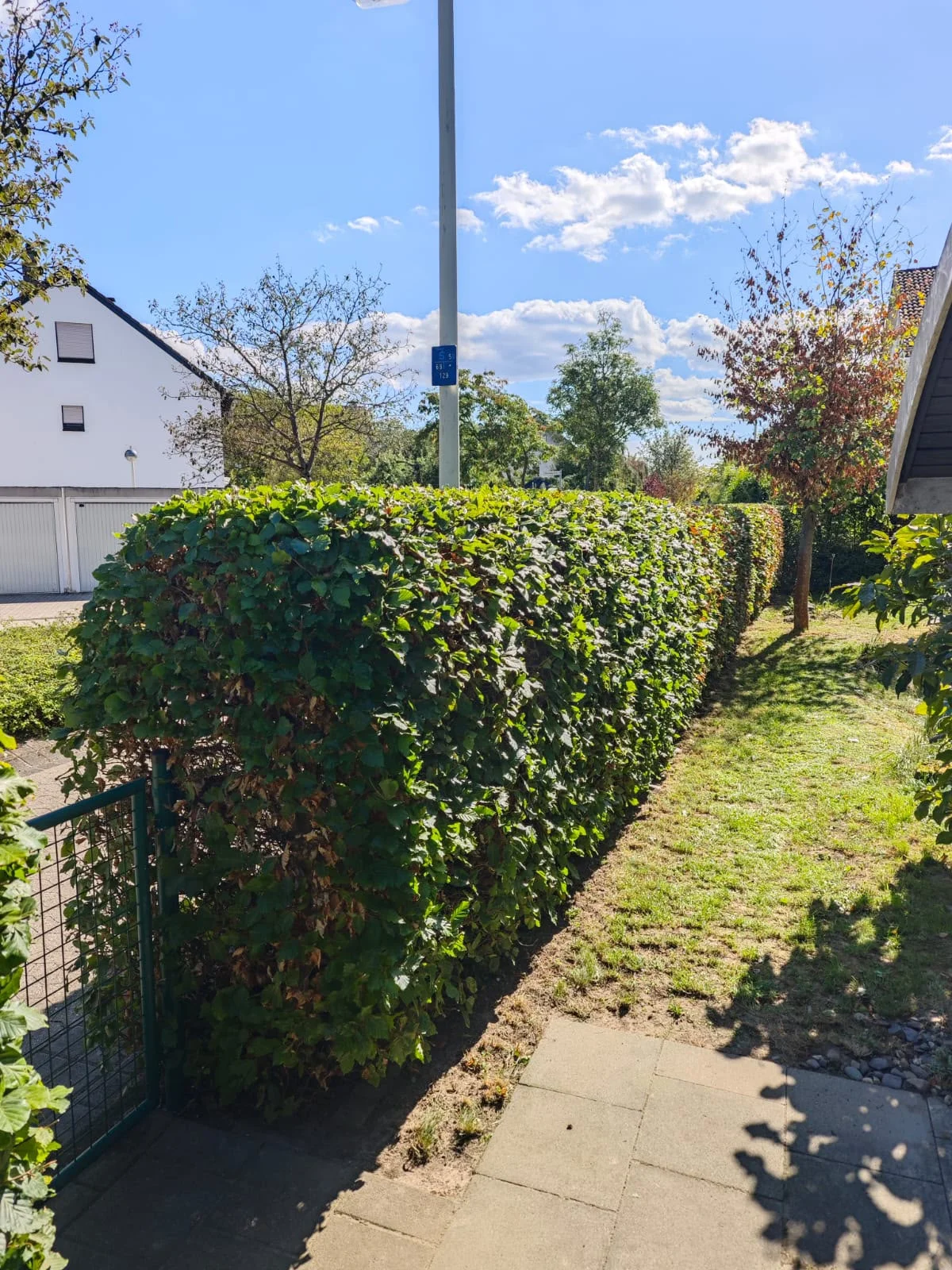 Formschnitt am Gartenzugang — referenz